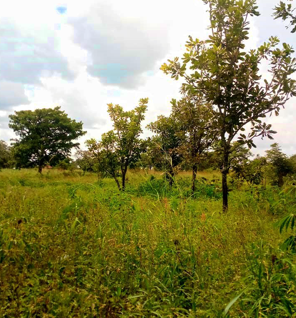 Land Justice and Women’s Empowerment: A Success Story from Otuke Land Justice and Women’s Empowerment: A Success Story from Otuke