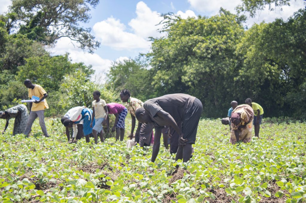 Farmer Learning Groups and DEMO plots created in Lira, Alebtong and Dokolo Farmer Learning Groups and DEMO plots created in Lira, Alebtong and Dokolo